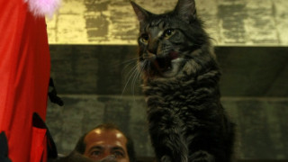 Десетки котки на изложба в София