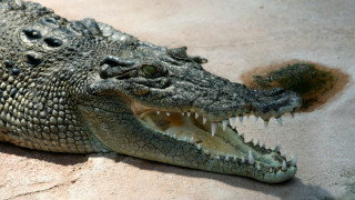 Застреляха крокодил изял човек 