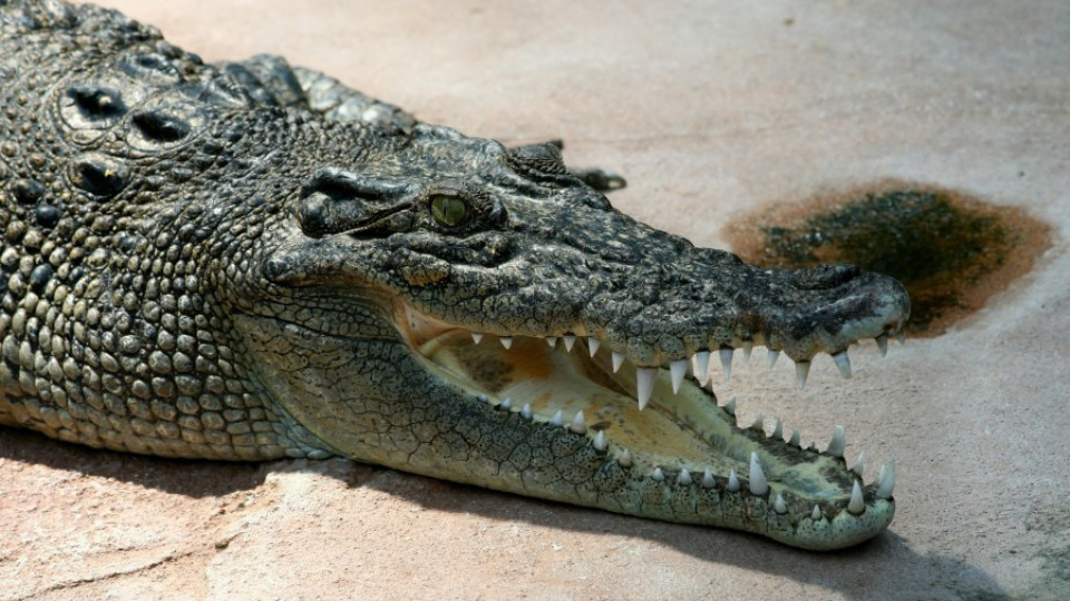 Застреляха крокодил изял човек  | StandartNews.com