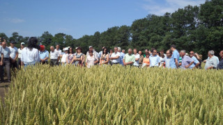 Добруджански земеделски институт предлага базови семена от 15 сорта пшеница