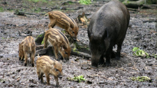 Диви прасета тормозят каварненци и хора от селата