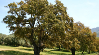 Разкриха незаконна сеч на дъбови насаждения в Крумовградско