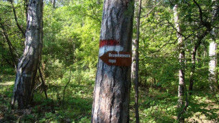 Туристи маркираха нова екопътека до феномена „Вкаменената гора"