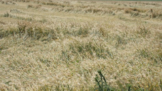 Aлармират за вторично плъзване на плевели