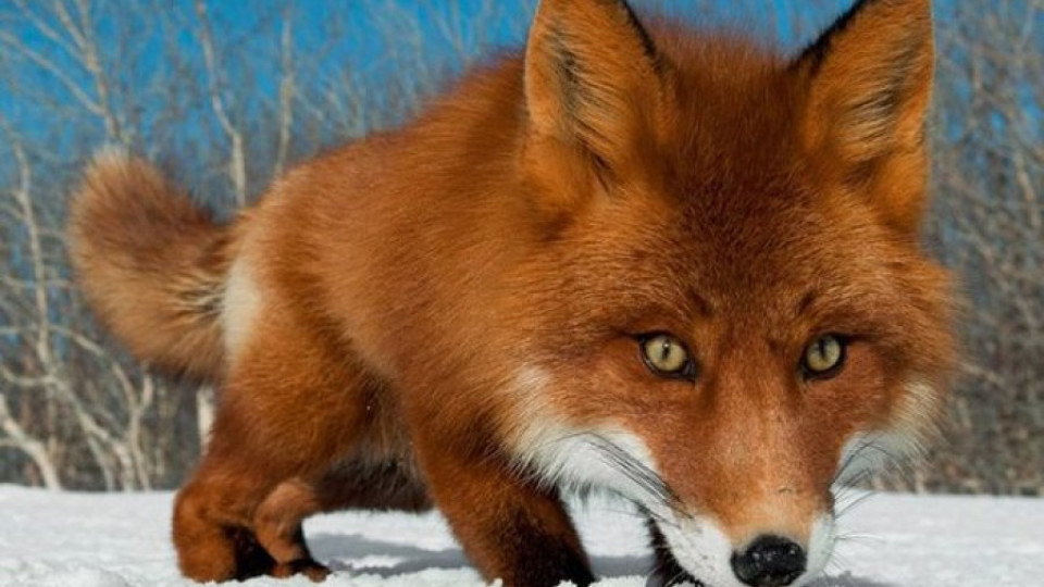 Огнище на бяс при лисиците в Благоевград | StandartNews.com