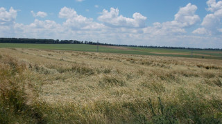 Фермери оплакват удавеното жито