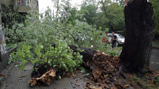 Бурен вятър събаря дървета във Варна