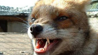 Ваксинират домашни животни заради бясна лисица