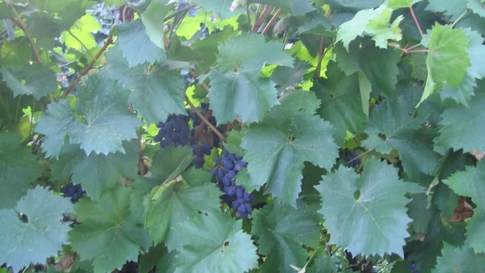 Идва скъпо грозде и вино | StandartNews.com