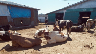 Крави и коне дебнат шофьори по пътищата край Разлог