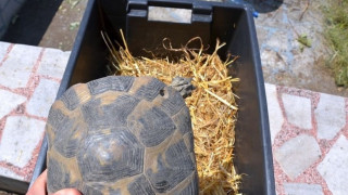 Полицаи и природозащитници спасиха 120 костенурки