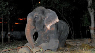 ВИДЕО: Слон, окован с вериги, се разплака при освобождаването му