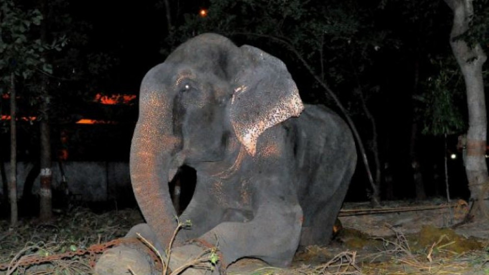 ВИДЕО: Слон, окован с вериги, се разплака при освобождаването му | StandartNews.com