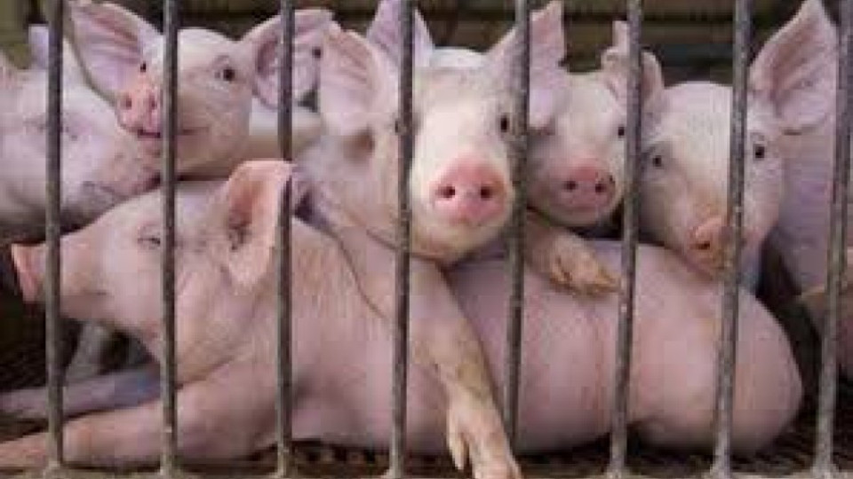 Швейцария забрани вноса на свинско от България | StandartNews.com