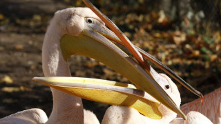 Показват пеликаните от Сребърна на 3D