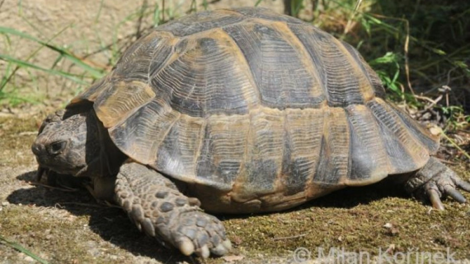Осъдиха мъж изял костенурка | StandartNews.com