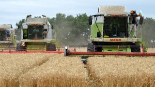 Пшеницата поевтиня със 17% за година