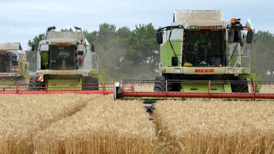 Пшеницата поевтиня със 17% за година | StandartNews.com