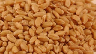 Рекордни добиви свалят цените на житото