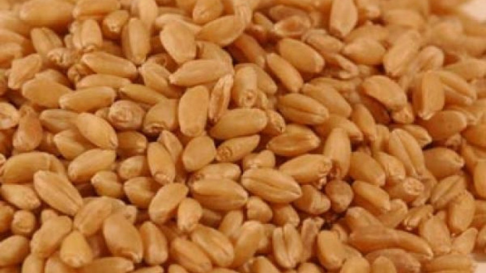 Рекордни добиви свалят цените на житото | StandartNews.com