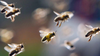 Пчели нападнаха жена