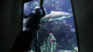 Пиян мъж оцеля след скок в аквариум с акули