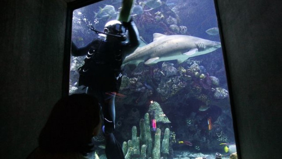 Пиян мъж оцеля след скок в аквариум с акули | StandartNews.com