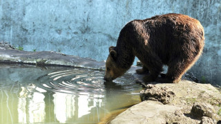 Осиновиха 10 бебета от варненския зоопарк