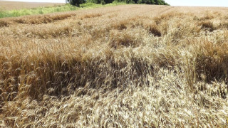 Румъния ще изнася българското жито