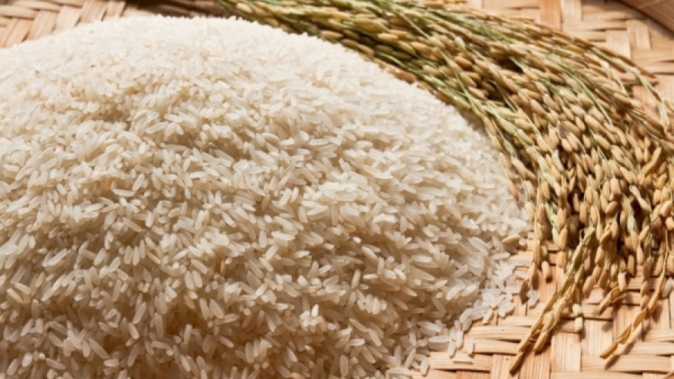 Разпределят 250 хил. лв. между производители на ориз | StandartNews.com