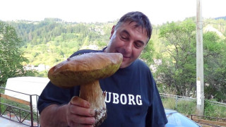 Откриха манатарка гигант в Родопите