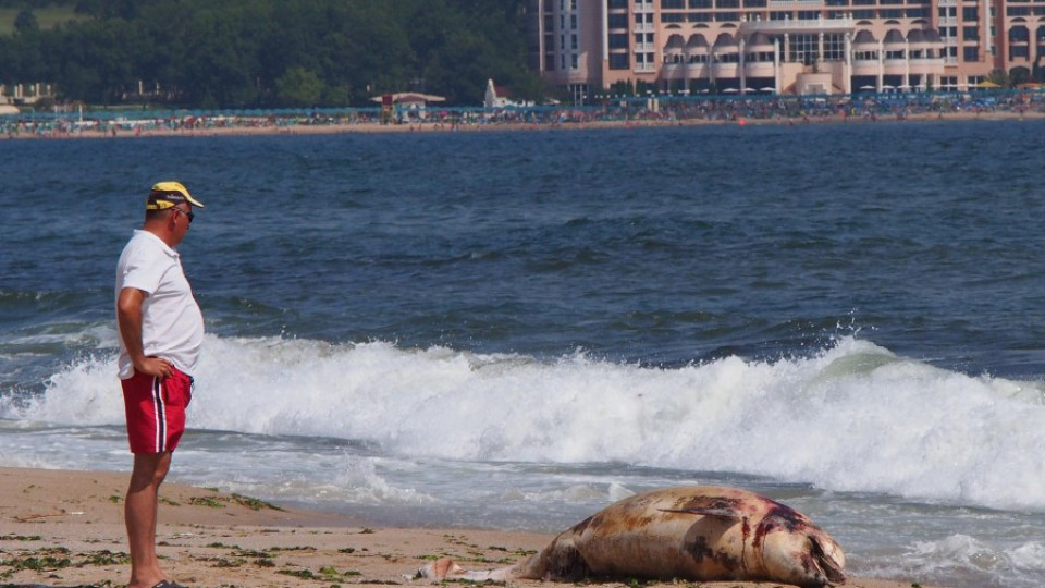 Намериха мъртъв делфин на "Дюни" | StandartNews.com