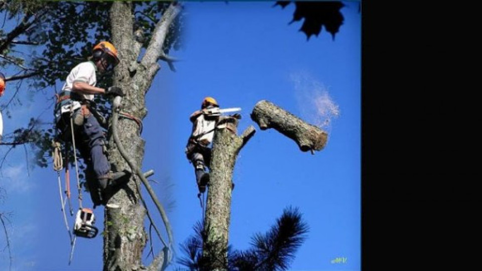 Режат опасни дървета в Сатовча заради бурите | StandartNews.com