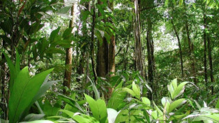Непознато до днес племе откриха в Амазония