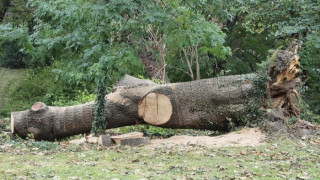 Полицаи заловиха фирма да извършва незаконна сеч