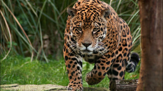 Избяга ягуарът от зоопарка в Ловеч