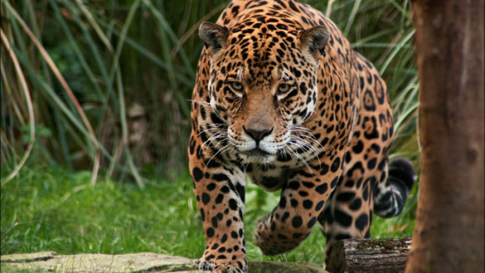 Избяга ягуарът от зоопарка в Ловеч | StandartNews.com