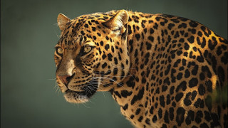 Убиха изчезналия ягуар в Ловеч
