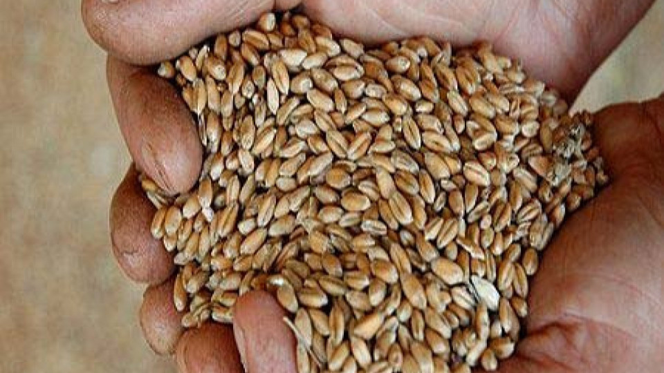 Въпреки тежката жътва стопаните прибраха повече зърно | StandartNews.com