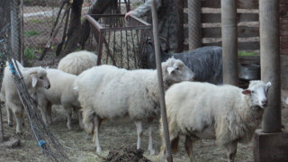 Над 80 смъртни случаи на животни заради „Син език“ в Смолянско