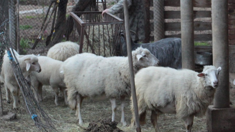 Над 80 смъртни случаи на животни заради „Син език“ в Смолянско | StandartNews.com