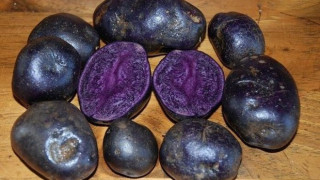 Беларус разработи шарени картофи