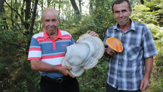 Пенсионер от Горно Прахово намери гъба гигант  