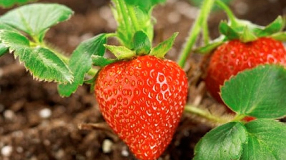 Камерунец и украинка гледат ягоди в Родопите | StandartNews.com
