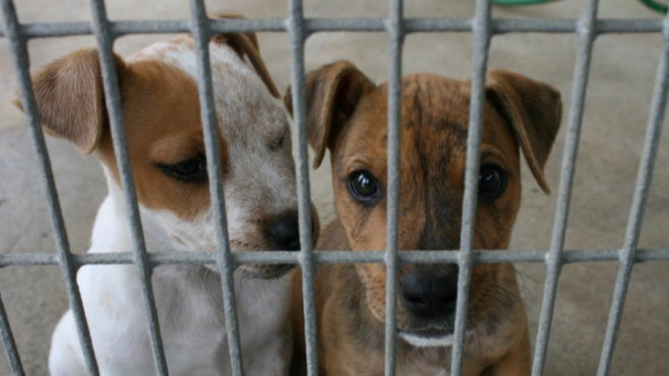 Строят приют за бездомни кучета край Благоевград | StandartNews.com