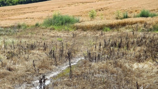 Отпуснаха 800 хил. лв. за защита на селскостопанската реколта