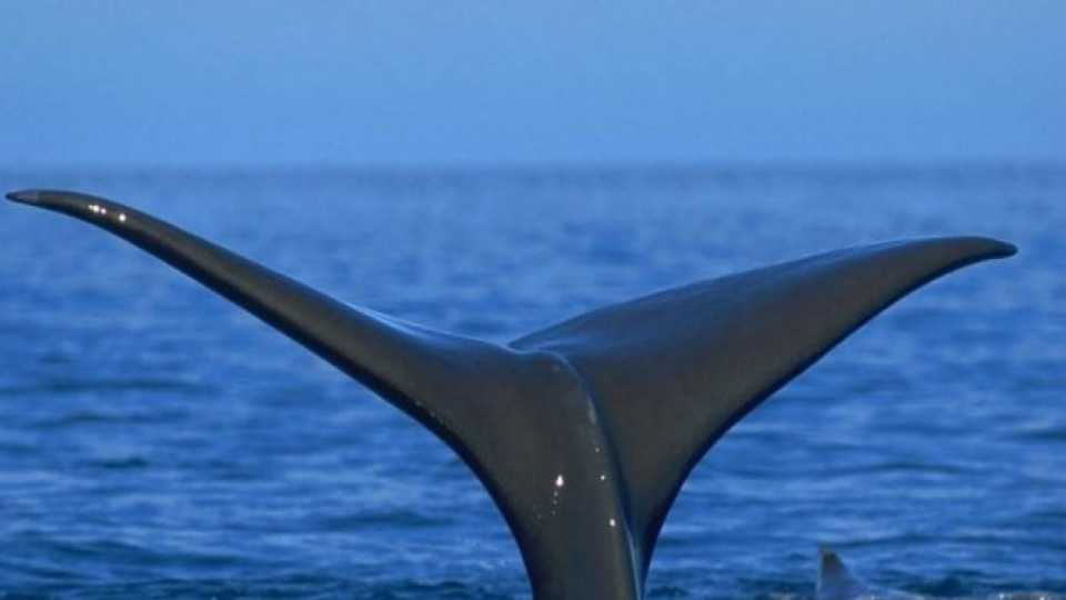  Младеж се сблъска с кит, карайки джет (ВИДЕО) | StandartNews.com