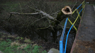 Дърво уби работник в Родопите