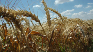 Жътвари си мерят сърповете в конкурс