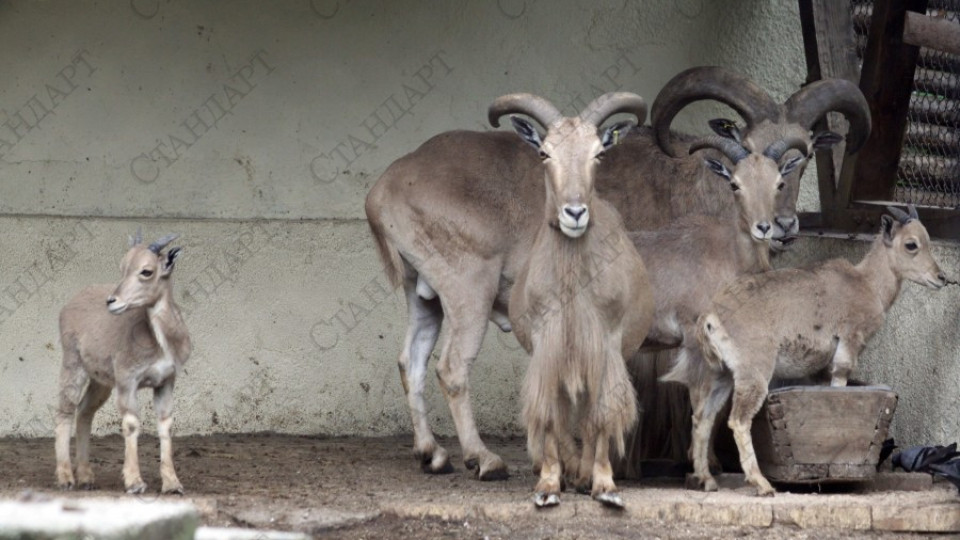 БАБХ: Няма "син език" в софийския зоопарк | StandartNews.com